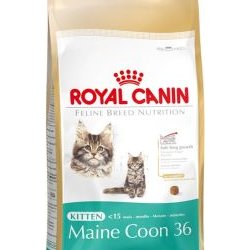 Cibo secco per Gatti Royal Canin Kitten Maine Coon 36