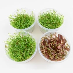 Piante In Vitro Cup Glossostigma & Alternanthera reineckii - 4 Cup