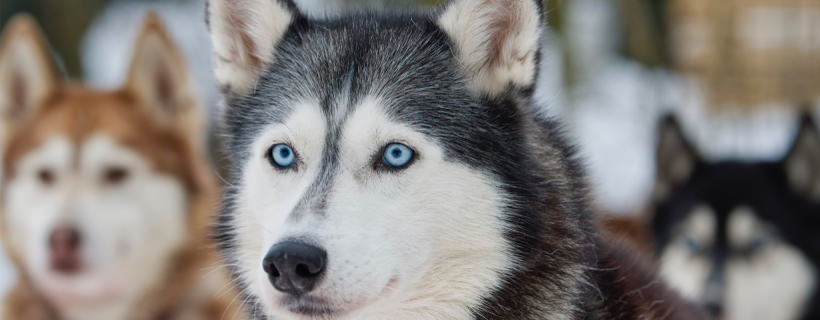 I colori del Siberian Husky e altre razze facilmente confondibili