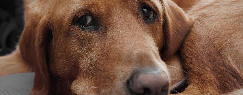 6 Motivi per i quali il tuo cane potrebbe piangere