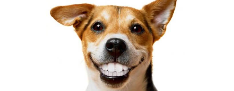 Qual è il Miglior Cibo per i Denti del tuo Cane?