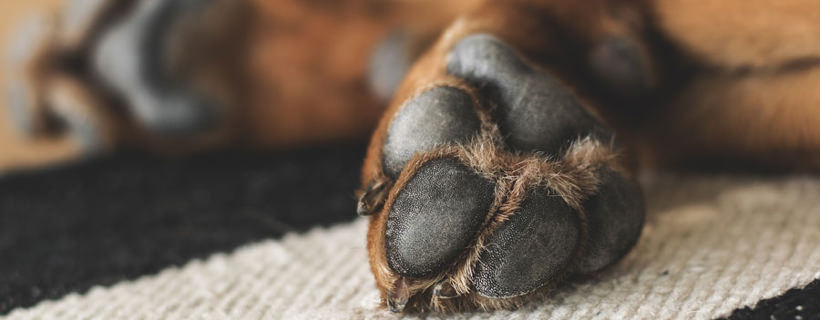 5 importanti suggerimenti per prenderti cura delle zampe del tuo cane