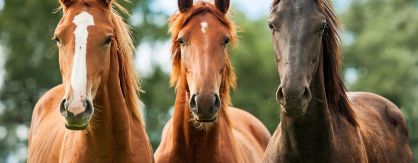 L’evoluzione dei cavalli e cosa implica per il proprietario