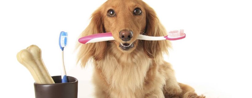 Dentifricio per cani: come fare il dentifricio naturale in casa