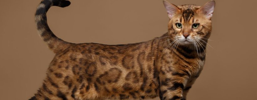 Cinque fatti importanti da sapere prima di comprare un gatto Bengala