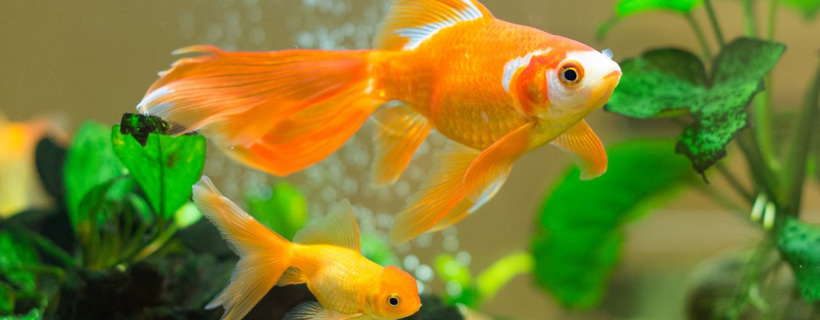 Posso tenere i pesci rossi con altri pesci?