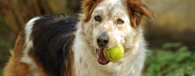 Cinque fattori da considerare per il benessere di un cane anziano