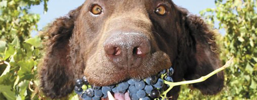 I cani possono mangiare l’uva? L’uva fa bene ai cani o no?