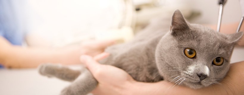 La dissenteria nei gatti: Cause, sintomi e terapie specifiche