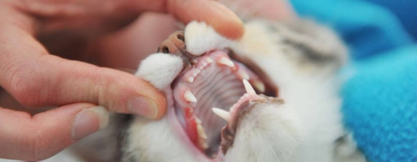 Le malattie dentali nei gatti