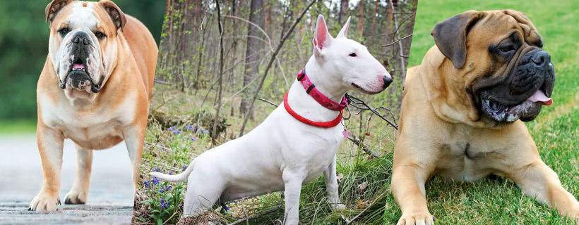 3 razze di cani molto forti