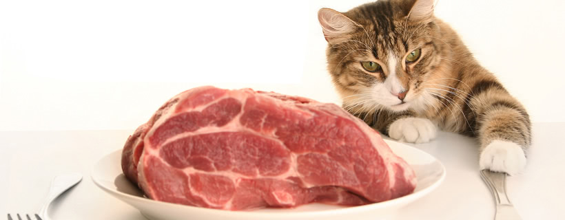 Nutrire i gatti con la carne cruda