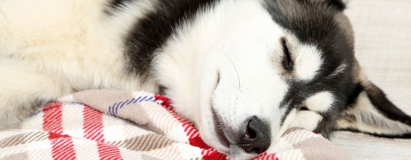 Narcolessia e insonnia: i disturbi del sonno nel cane