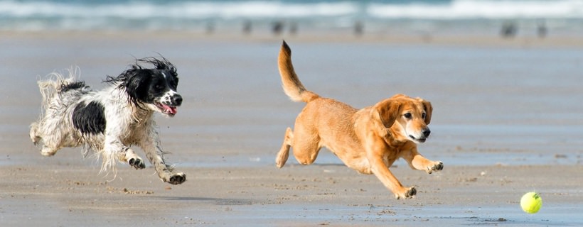 Come nutrire e cosa dare da mangiare ad un cane molto attivo
