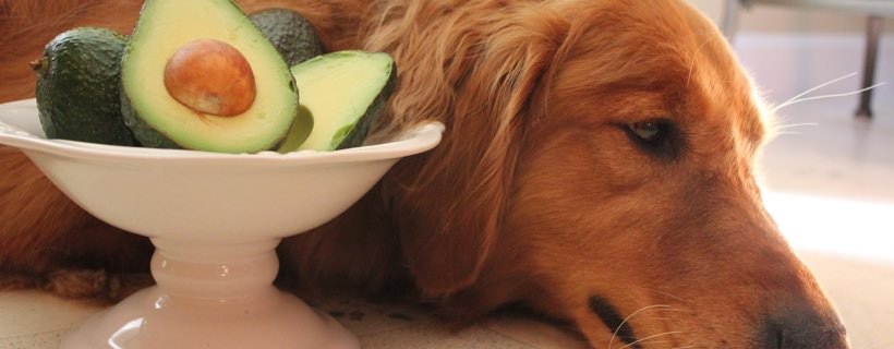 I cani possono mangiare l’avocado: Frutto salutare o velenoso?