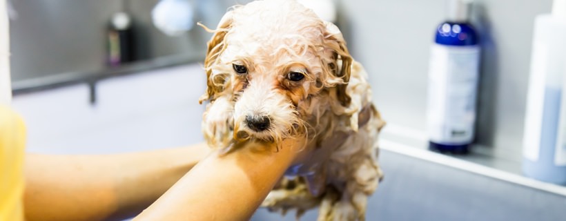 Si può pulire il pelo del cane senza fargli il bagno?