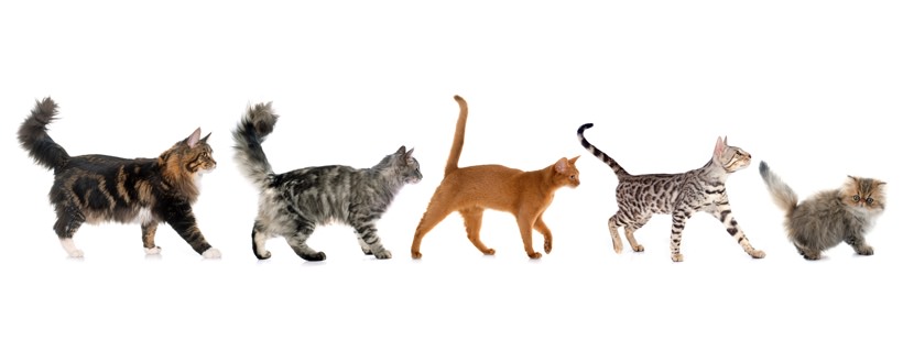 Quali sono le razze di gatti che vanno pi&ugrave; d'accordo tra loro?