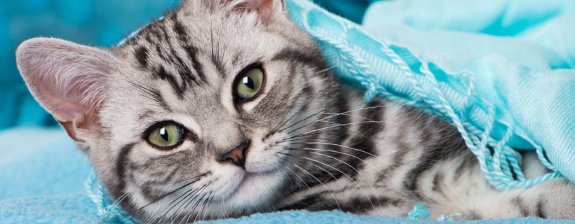 Perché i gatti amano dormire sui vestiti?