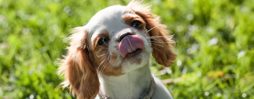 Quanta acqua deve bere un cucciolo di cane: Consigli sull'idratazione