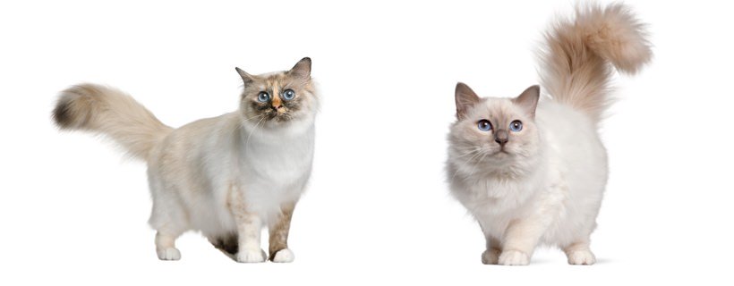 Il linguaggio della coda del gatto: Cosa ci vogliono dire?