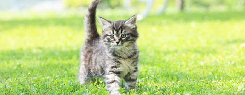 Cosa fa rizzare la coda ai gatti?