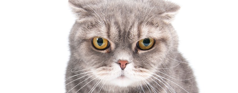Perché i baffi del gatto potrebbero cadere? Ecco le cause e i problemi