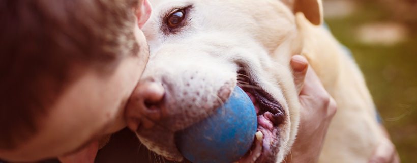 Castrare il vostro cane può ridurre la sua ansia?