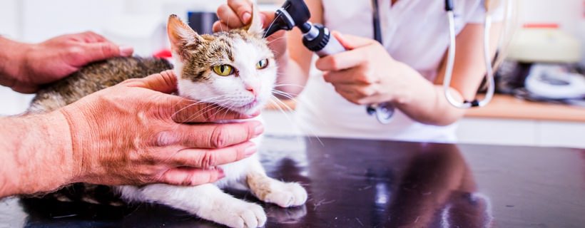 Nematodi nei gatti: conoscere i rischi e come prevenirli