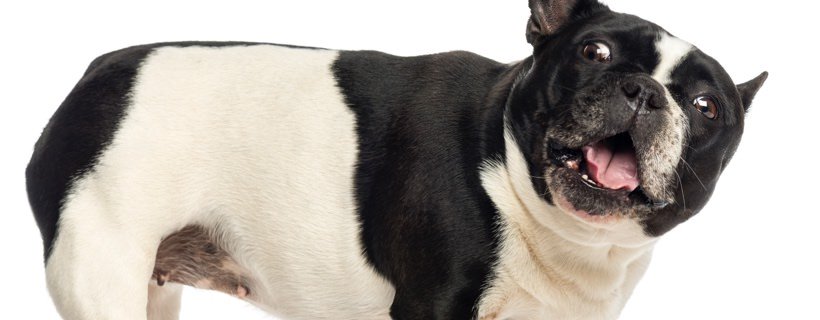 Asma nei cani: quali sono i sintomi, le cause e i trattamenti