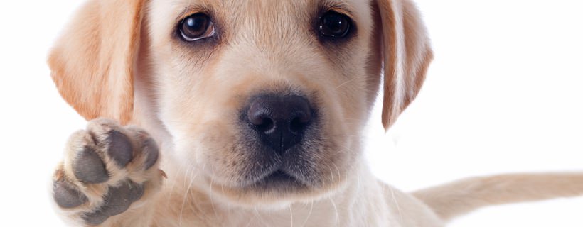 Quali fattori possono causare zampe screpolate nel cane?