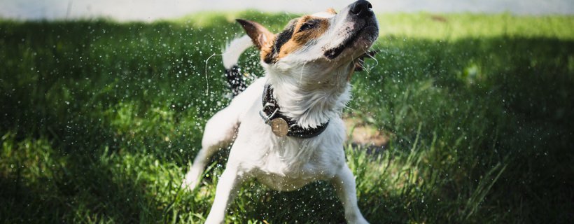 Perché i cani bagnati puzzano più dei cani asciutti?