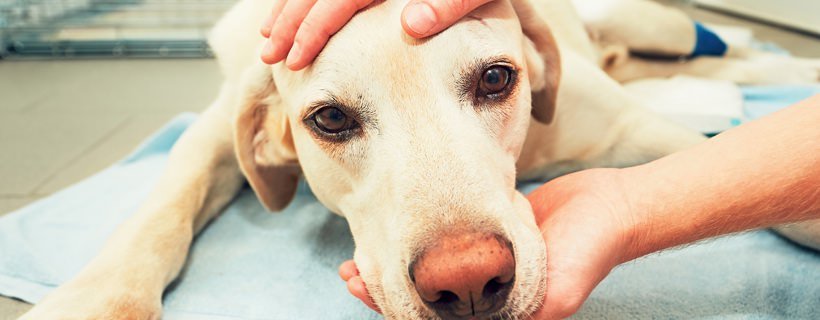 Nei e melanoma nei cani: cause e trattamenti