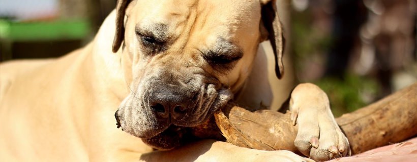 I cani possono soffrire di disturbo ossessivo compulsivo?