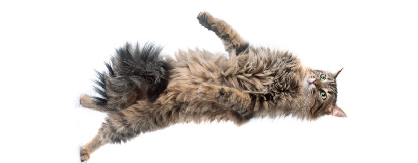 Cosa rende i gatti così agili e flessibili?
