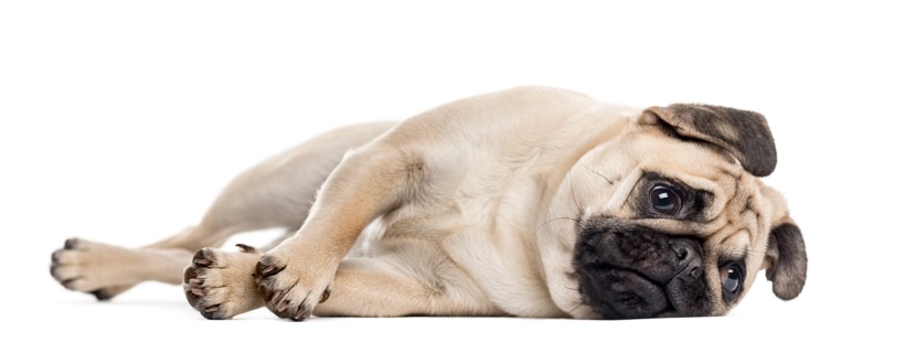 Cancro al colon nei cani: sintomi e trattamenti utili