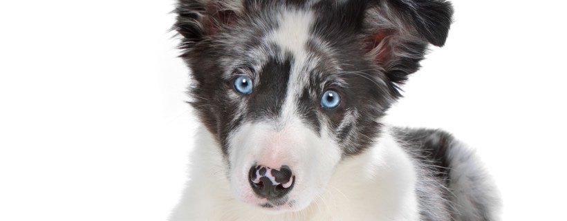 A che et&agrave; i cuccioli sviluppano il colore degli occhi che avranno anche da adulti?