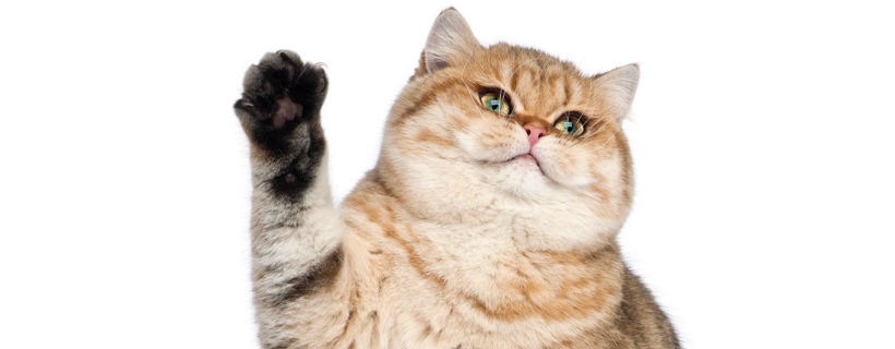 Perché i gatti possono ritrarre o estrarre gli artigli?