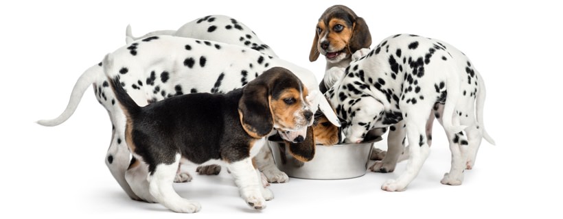 Perché i cani sono così ossessionati dal cibo?