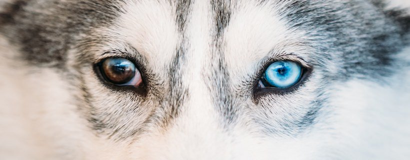 Eterocromia: perch&eacute; alcuni cani hanno occhi di colore diverso