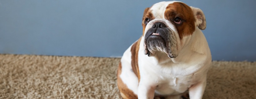 In che modo il vostro tappeto potrebbe influire sulla salute di un cane affetto da allergia