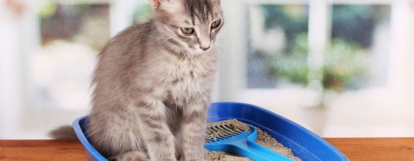 5 domande (e risposte) riguardanti le toilette per gatti ed il loro utilizzo