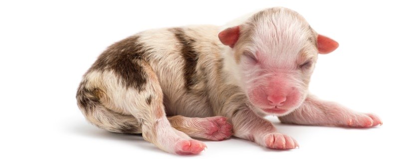 Lo sapevate che i cuccioli di cane nascono sordi?