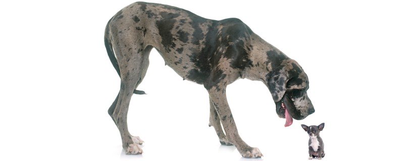 Perché i cani di taglia gigante hanno una vita più breve?