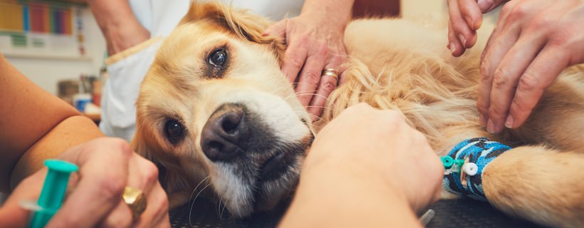 Ulcera gastrica nei cani: sintomi, cause e possibili trattamenti