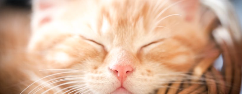 6 curiosità sui gatti dal mantello fulvo