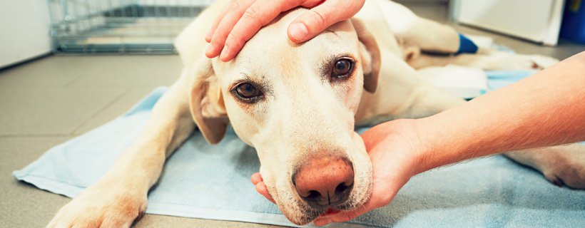 Il cancro alla vescica nei cani: fattori di rischio, sintomi e possibili terapie
