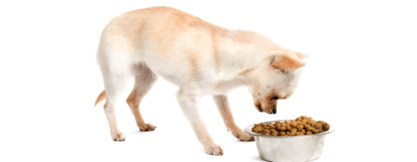 Come scegliere un buon cibo per cani [Guida rapida]