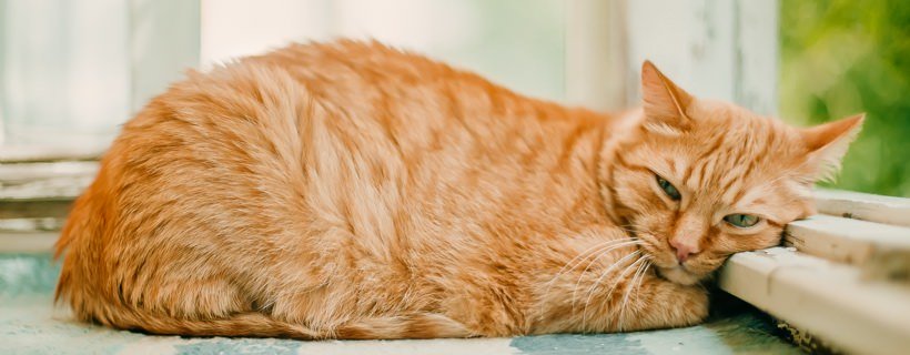 Come abbassare la febbre nei gatti con i rimedi casalinghi