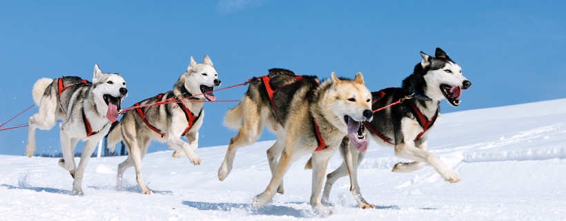 7 tratti caratteristici che dimostrano che il Siberian Husky &egrave; un cane nato per i climi freddi