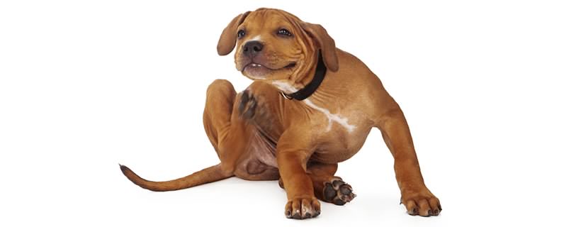 Trattamenti naturali per dermatite allergica nei cani (Bonus: ricetta per shampoo)